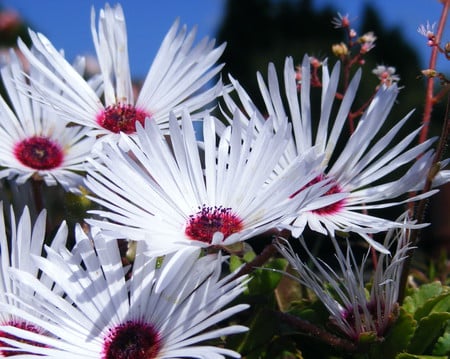 Daisies on the roof. - flowers, daisies, petals, shedroof