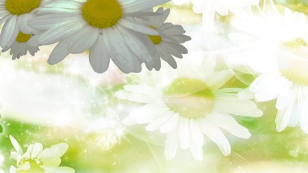 Daisy Mirage - summer, flowers, daisy, daisies, firefox persona, spring