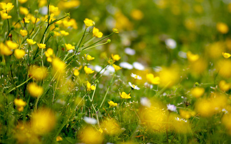 Wild flowers(for Andonia) - nature, yellow, wild, sunny, flowers