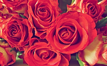 Bouquet of roses(for Jeri) - nature, roses, red, bouquet, flowers