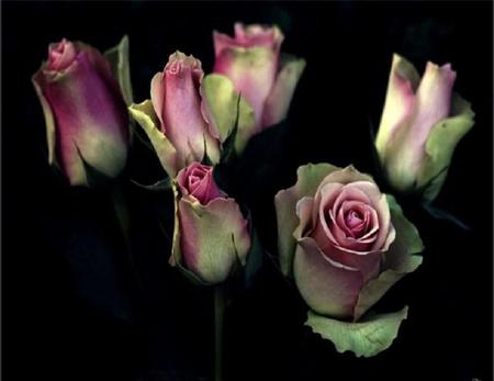 Opening up to the World - pretty, roses, black, romantic, buds, pink