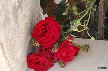 by the wall - garden, wall, red, roses