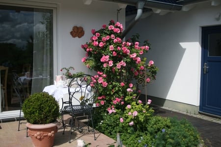 tea time by the roses - tea party, garden roses, table, terrace, pink, home