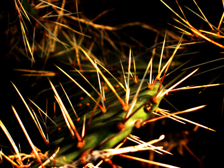 Ouch!!! - hiking trail, cedar park, texas, jimenez