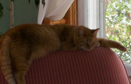 Lounging cat - sleeping, chair, window, cats