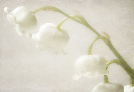 Tenderly - tenderly, valley, lily, vintage, still life