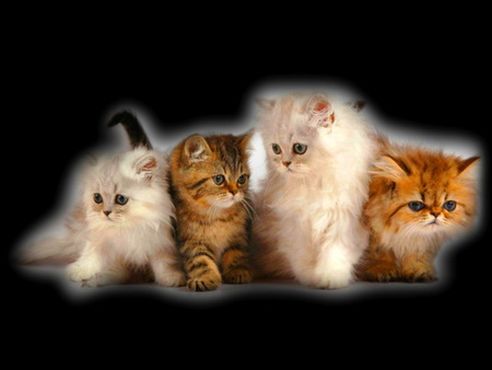 Needing a home - white, brown, cats, kittens, four, black background