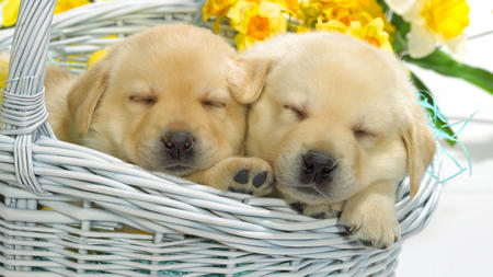 Sweet sleepers - pair, sleep, puppy, dog, animal, sweet, basket