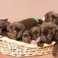 Chocolate dog litter