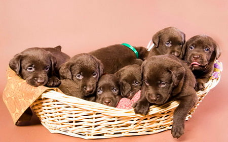 Chocolate dog litter - basket, animal, litter, dog, puppy, labrador, sweet