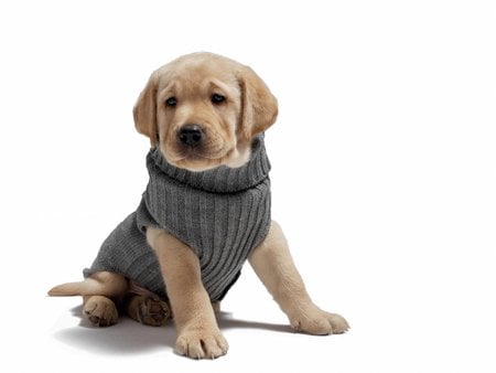 Puppy with jersey - animal, dog, jersey, puppy, labrador, sweet