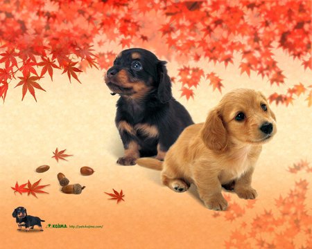 Fall dogs - fall, puppy, dog, animal, sweet