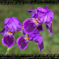 3 Purple Irises F1