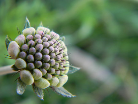 Barbs of Beauty - flower, beauty, beautiful, flowers, barb, bob, love it, triplerubik, wow, background, barbs, nature