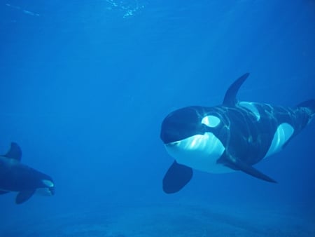 Orcas - whale, killer whale, orcas, orca