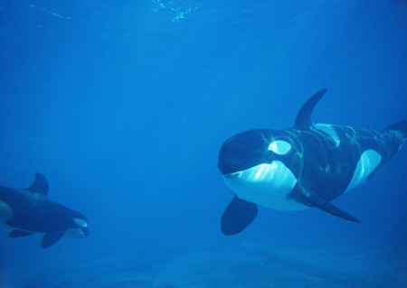 orcas - orca, whale, orcas, killer whale