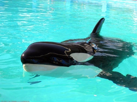 orca - whale, killer whale, orcas, orca