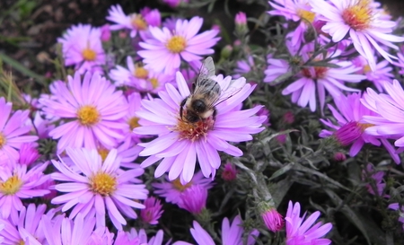 Bee On Pink Flowers - bee, nature, bugs, bug, pink