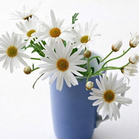 Sunday daisies