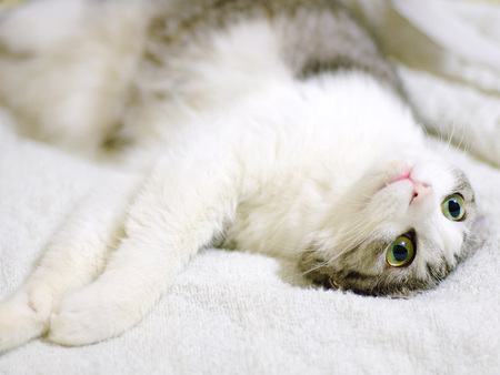 Sweet cat 4 - white, beauty, love, cat, sweet, honey