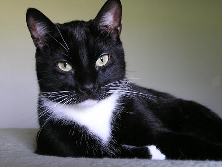 portrait - black, cat, portrait, beautiful