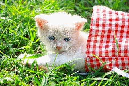 kitty - white, summer, grass, cat