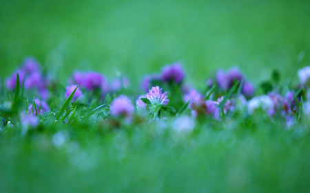 flower - summer, lila, grass, flower