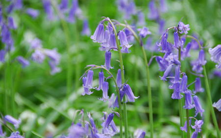 wild flower - summer, lila, grass, flower