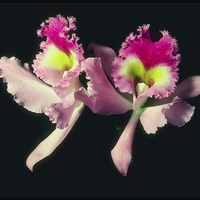 Orchids