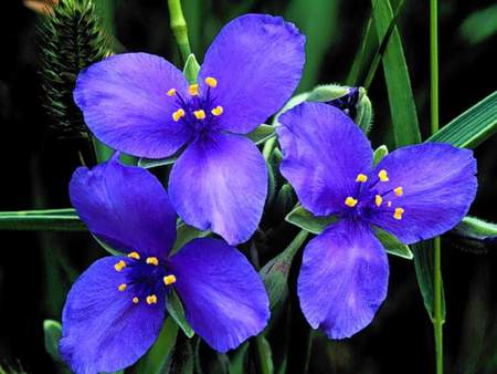 Blue orchids - nature, blue, flower, orchid