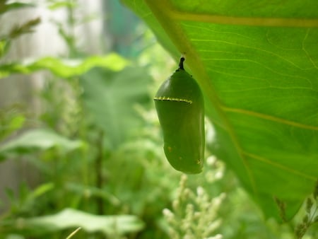 new life - nature, catterpillas, butterfly, insects