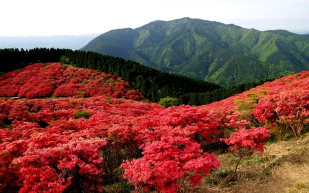 MOUNTAIN SPRING - blossoms, forest, mountain, flowers, spring