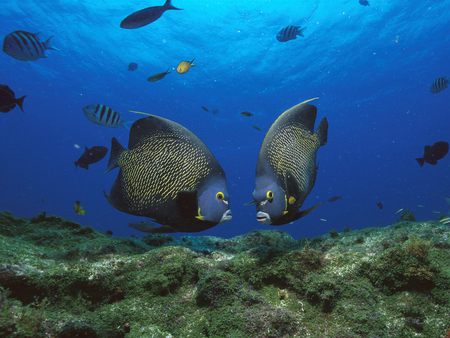 Underwater meeting - pic, water, under, image, sea, ocean, photograph, colours, picture, tropical, underwater, fish, wall, animals, wallpaper