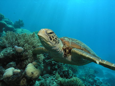 Sea turtle - turtle, pic, water, under, image, sea, photo, photograph, sea turtle, picture, underwater, wall, wallpaper