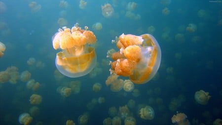 Jellyfish