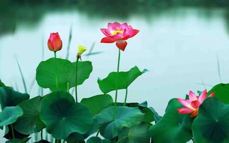 fantasy-lotus-image - flowers, lotus, leafs, fantasy, nature, pink