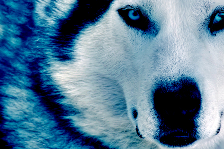 Wolf - snow, ice, winter, wolf