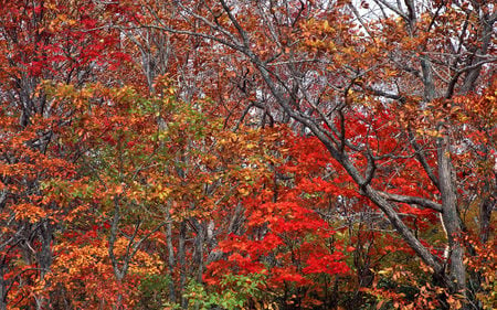 Autumn Landscape - nature, autumn, rust, landscape, forest, tree, leaf