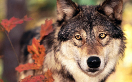 Wolf - wolf, animals, carnivore, canines