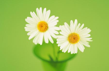 Margaritas - nature, margarita, green, daisy, flower