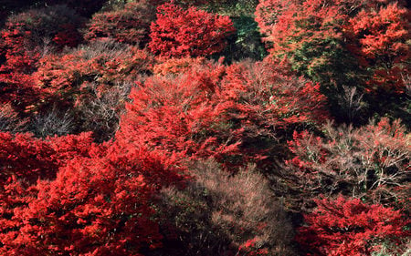 Autumn Forest - nature, autumn, red, forest, leaf, rust, tree