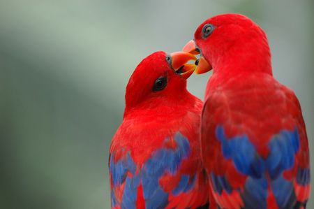 Pictures Of Love - parrots, pictures of love, animals, birds wallpaper