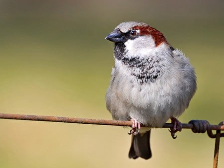 sparrow - wire, wallpaper, sparrow, bird