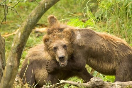 grizzly bears - fun, bears, wallpaper, grizzly, playing