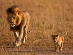 Lion father and son