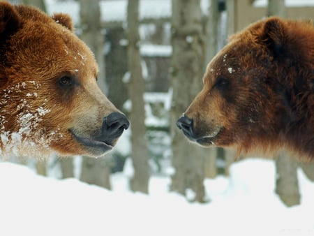 bear faces - face, para, bear, snow, winter, wallpaper