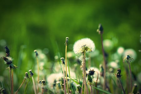 Dandelions - flowers, dandelions, photo, green