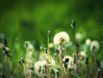 Dandelions