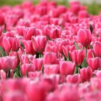 Beautiful Tulips