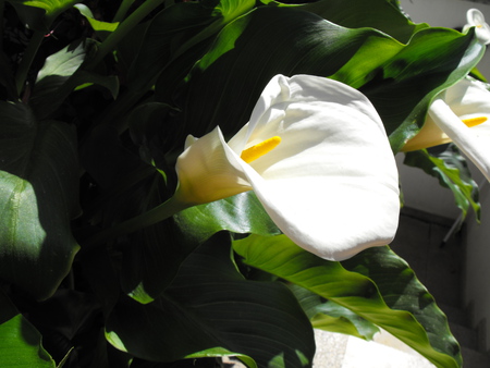 calla lilly - branca, calla lilly, natureza, copo de leite, flower, flor